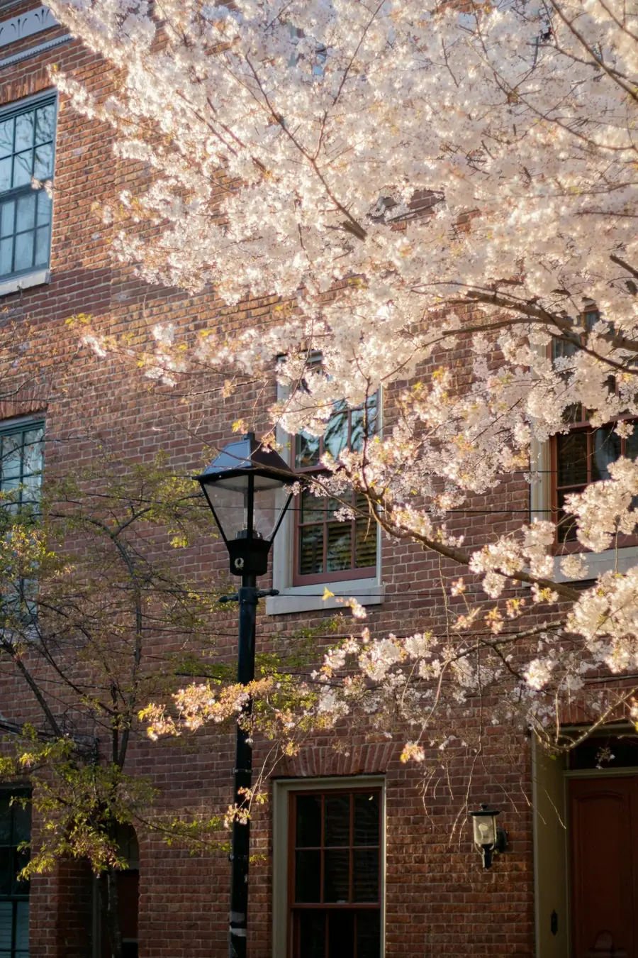 A tree in bloom in front of a brick rowhouse in Baltimore